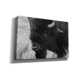 Yellowstone Bison  by Lori Deiter, Canvas Wall Art Supply