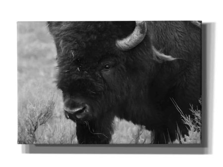 Yellowstone Bison  by Lori Deiter, Canvas Wall Art Supply