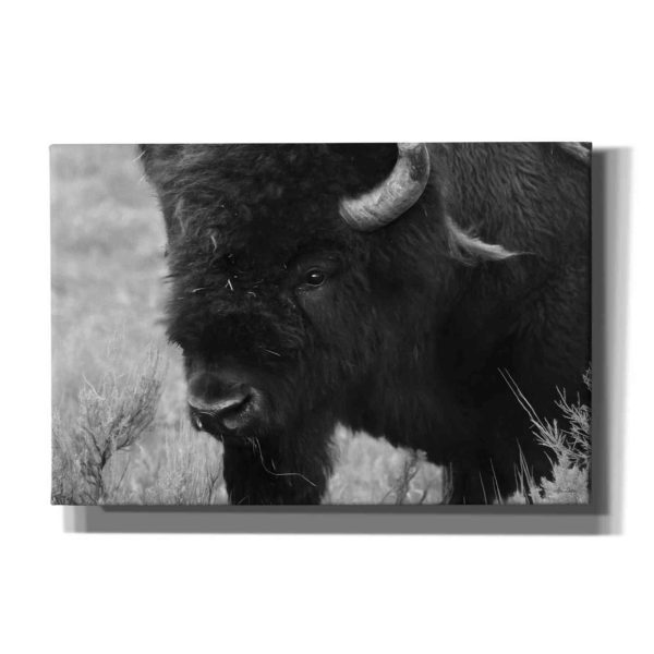 Yellowstone Bison  by Lori Deiter, Canvas Wall Art Supply