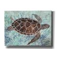 Sea Turtle Collage 1  by Stellar Design Studio, Canvas Wall Art Discount