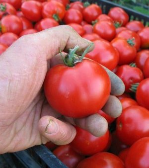 Uprising Seeds Tomato Stupice Sale